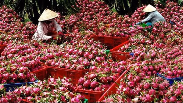 Hỗ trợ doanh nghiệp vừa và nhỏ khai thác hiệu quả thương mại điện tử