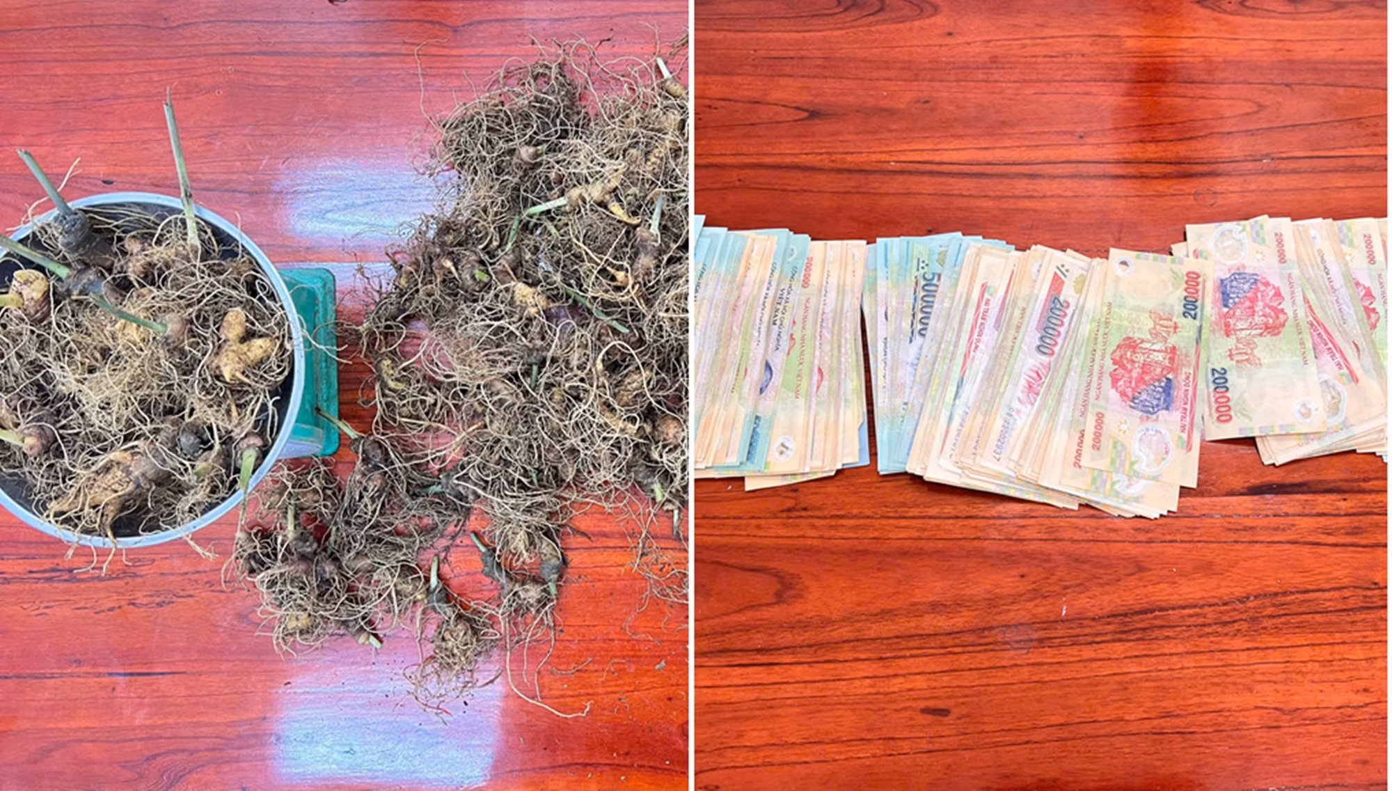 Công an xã nhanh chóng làm rõ vụ trộm hơn 300 gốc sâm Ngọc Linh -0