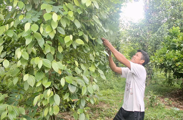 Khát vọng mới của A Dơi -0