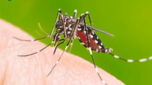 Khuyến cáo khẩn khi dịch bệnh Chikungunya tăng tại nhiều nước