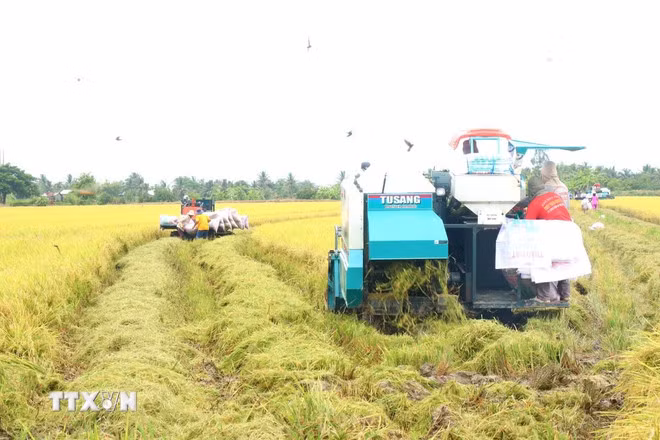 Thủ tướng yêu cầu nâng cao năng lực cạnh tranh, làm lành mạnh thị trường lúa gạo -0