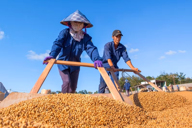 Tri thức trồng, chế biến cà phê là di sản văn hóa phi vật thể quốc gia -0