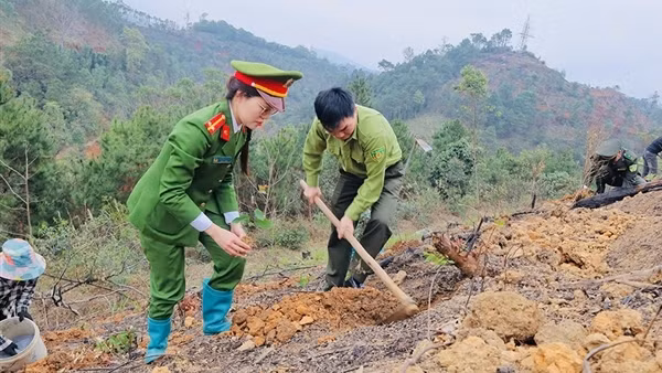 Hỗ trợ trồng hơn 1.200 cây xanh cho gia đình bị ảnh hưởng bởi bão Yagi