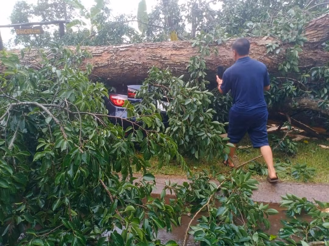 Cây cổ thụ bật gốc đè bẹp nhiều ô tô -0