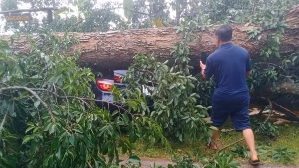 Cây cổ thụ bật gốc đè bẹp nhiều ô tô