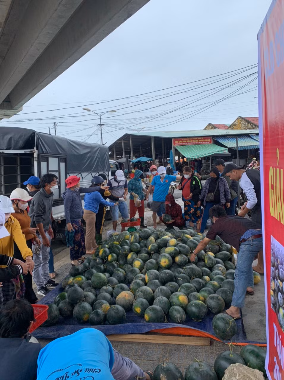 Người Đà Nẵng chung tay giải cứu hàng trăm tấn dưa hấu giúp nông dân Quảng Nam “chạy ngập” -0