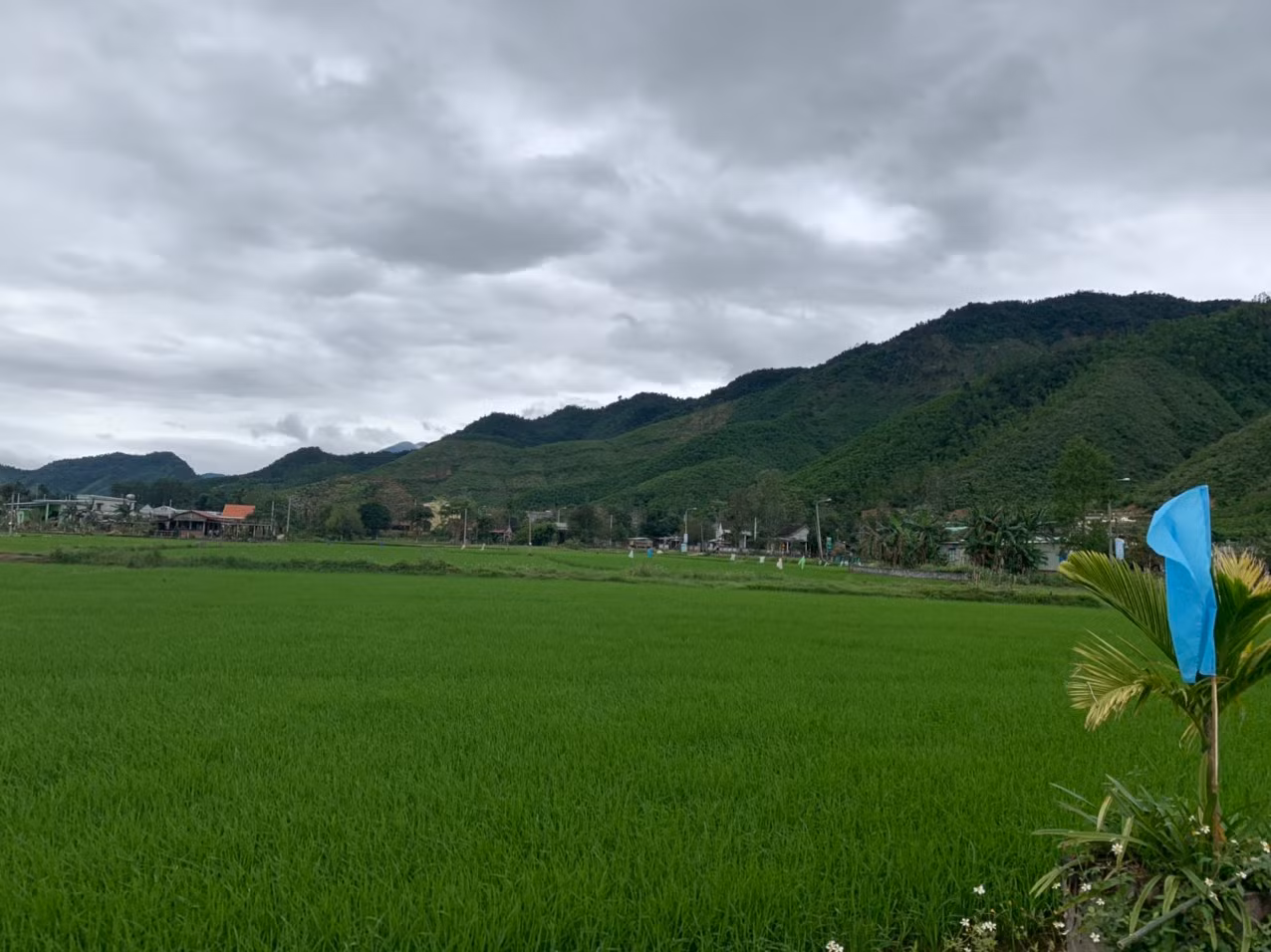 Dân đổ xô làm thủ tục giấy tờ đất đai ở Hòa Vang, Đà Nẵng vì tin đồn “sốt đất vùng ven” -0