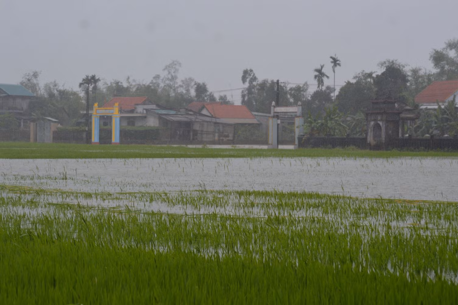 Lũ trái mùa nhấn chìm hàng nghìn héc ta lúa, hoa màu ở Thừa Thiên-Huế -1