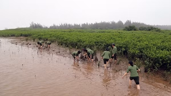 Trồng 200 cây sú vẹt, thông tại cồn và rừng ngập mặn Vườn Quốc gia Xuân Thủy