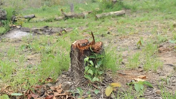 Phát hiện hàng trăm héc ta rừng bị tàn phá