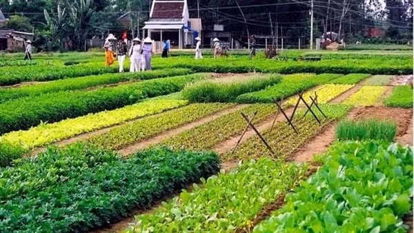 Xử lý kiến nghị thu hồi quyết định công nhận Di sản cho Lễ giỗ bà Hoàng Phi Yến ảnh 4