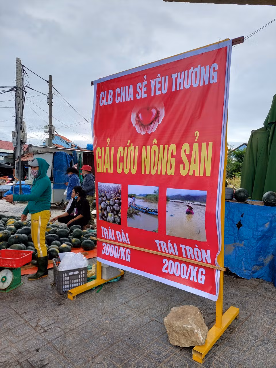 Người Đà Nẵng chung tay giải cứu hàng trăm tấn dưa hấu giúp nông dân Quảng Nam “chạy ngập” -0
