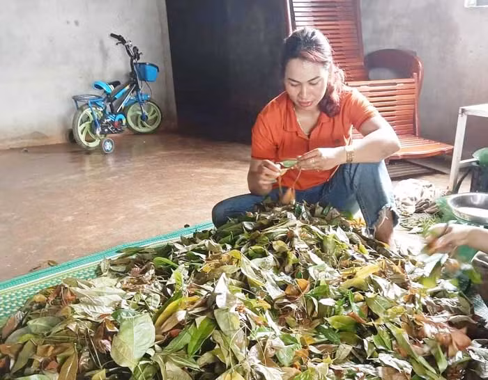 Xông đất rừng đầu năm -0