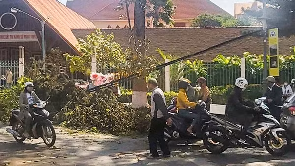 Cây gãy đè một phụ nữ bán hoa nhập viện cấp cứu