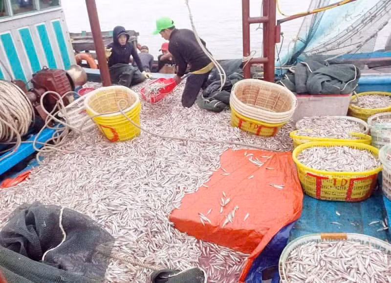Quyết liệt chống khai thác IUU để gỡ thẻ vàng của EC về khai thác thuỷ hải sản -0