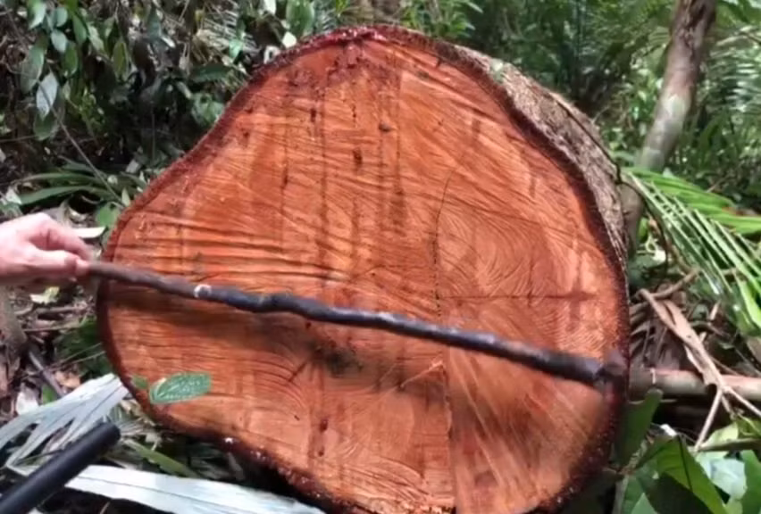 Rừng đại ngàn Khu bảo tồn thiên nhiên Bắc Hướng Hoá bị đốn hạ la liệt -2