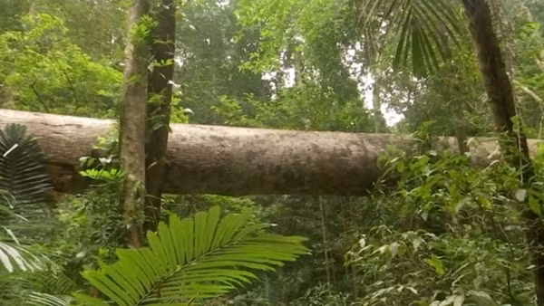Cần làm rõ trách nhiệm trong vụ phá rừng Bắc Hướng Hoá ảnh 3