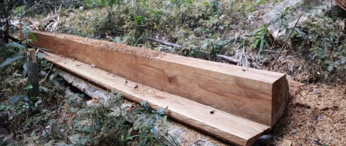 Phóng viên Báo CAND tiếp tục phát hiện nhiều điểm rừng ở Bắc Hướng Hoá bị đốn hạ ảnh 12