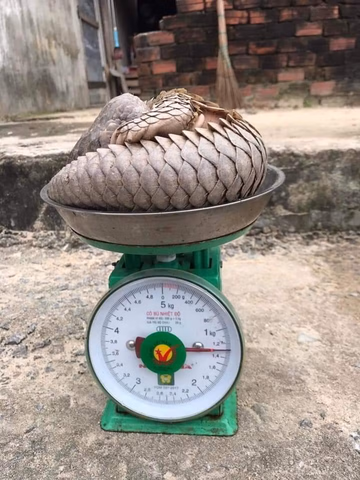 Hội An phát hiện cá thể động vật quý hiếm mắc lưới rào nhà dân ở đảo Cù Lao Chàm -1