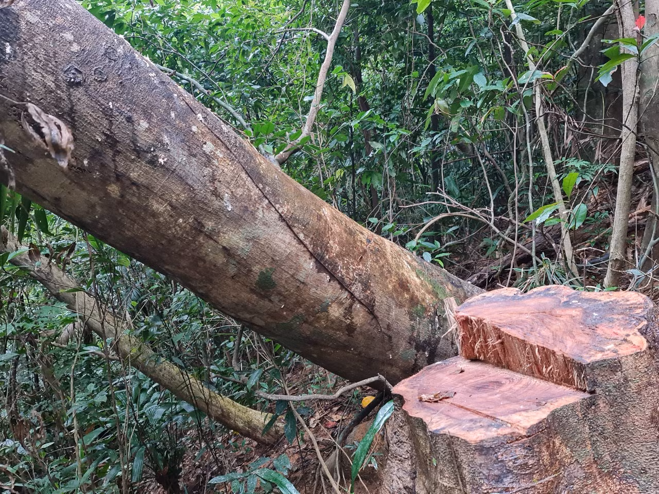 Phóng viên Báo CAND tiếp tục phát hiện nhiều điểm rừng Khu bảo tồn thiên nhiên Bắc Hướng Hoá bị tàn sát -3