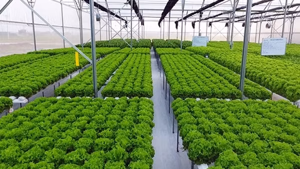 Tăng trưởng xanh - cứu cánh của nền kinh tế: Hoá giải khó khăn (Bài cuối)