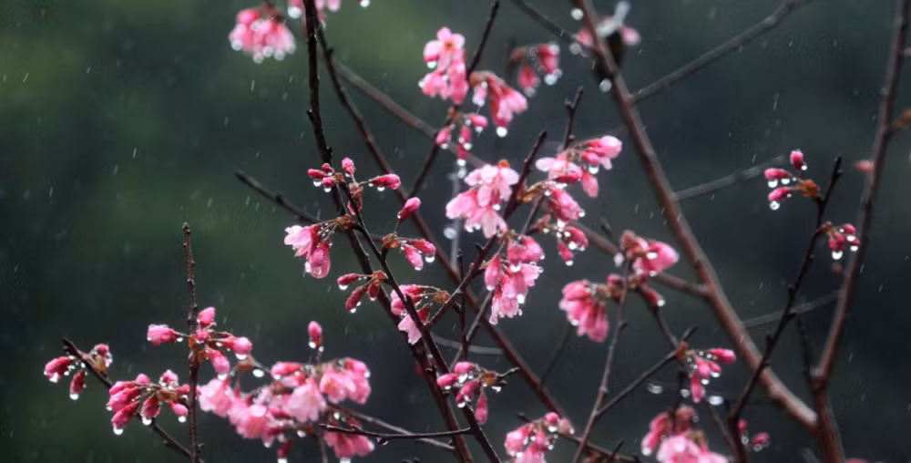 mua_xuan_16255529122023.jpg -0