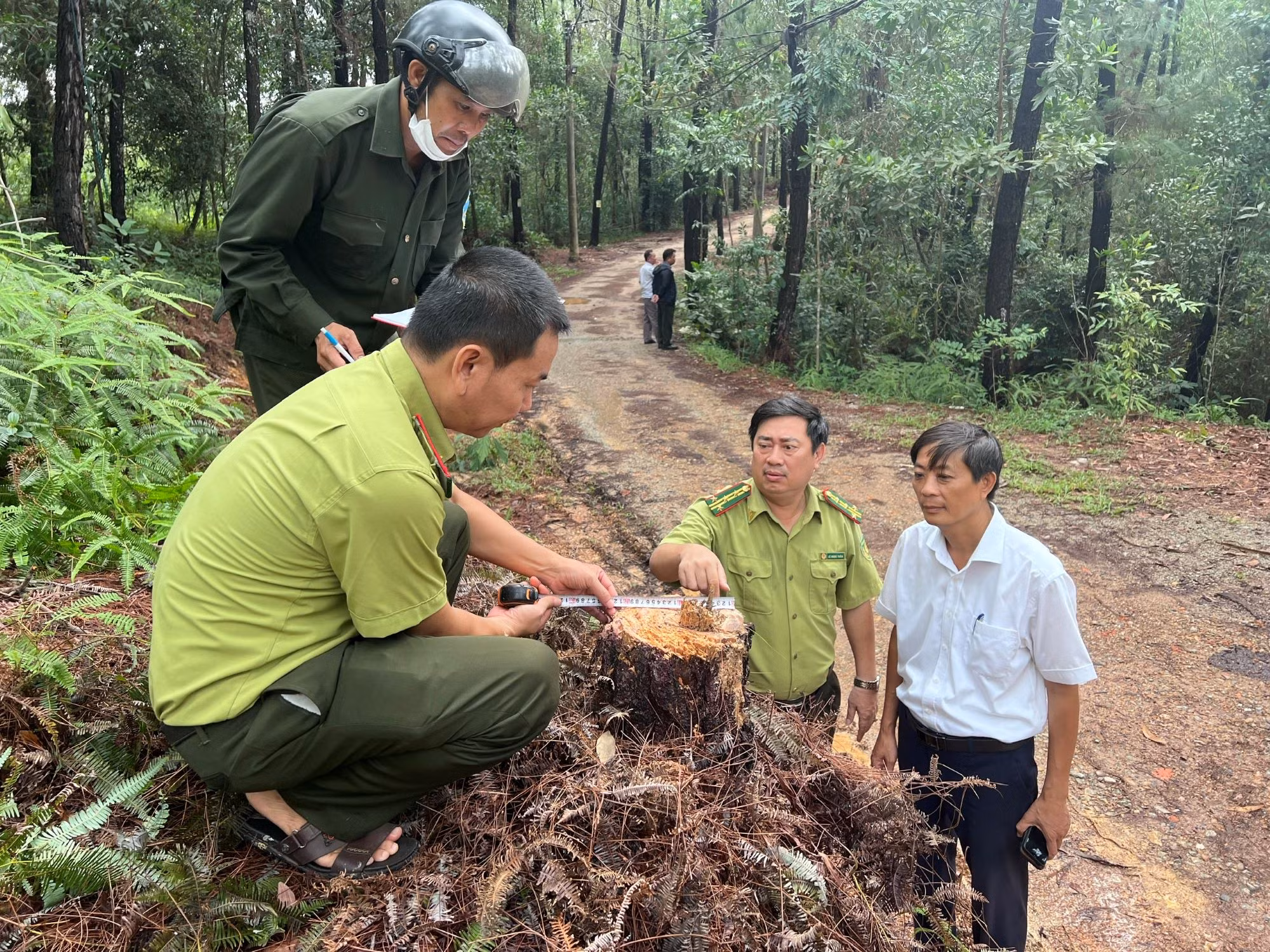 Khẩn trương điều tra làm rõ vụ nhiều cây thông ở Huế bị đốn hạ trơ gốc -0