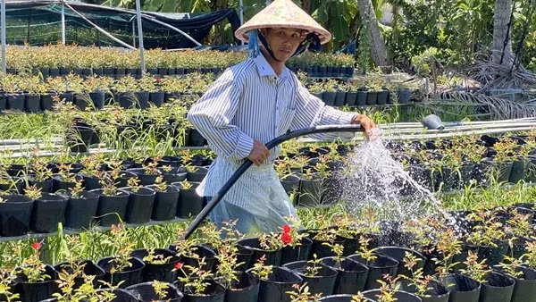 Đồng bằng sông Cửu Long chuẩn bị hàng Tết