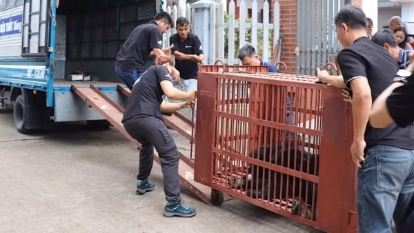 Cứu hộ gấu ngựa nặng gần 160kg tại huyện Mê Linh