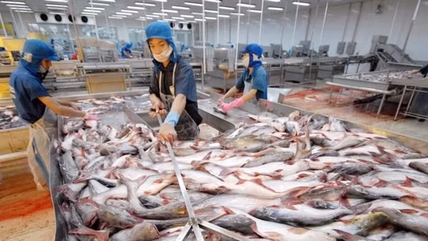 Tín hiệu tích cực trong xuất khẩu thủy sản