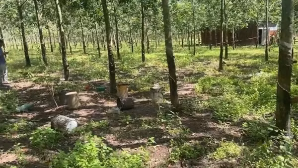 Em đánh anh tử vong chỉ vì cạo nhầm hàng cao su