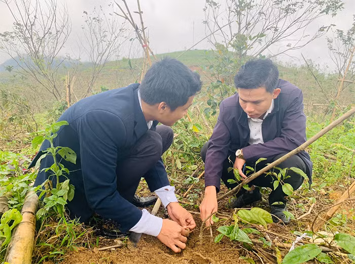 Những “Vua” sâm miền biên viễn -0