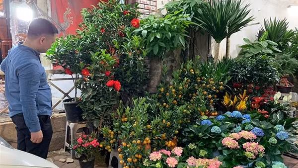 Thị trường hoa, cây cảnh Tết: Sức mua còn dè dặt