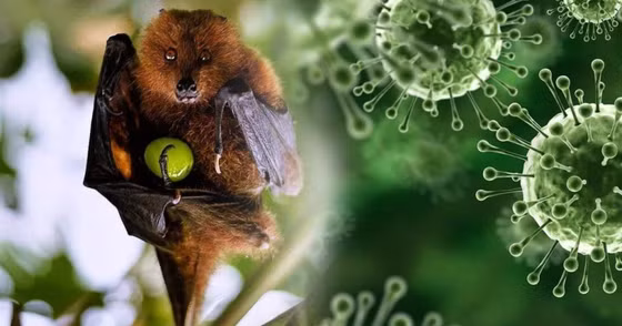Virus Nipah bùng phát tại Ấn Độ, Việt Nam tăng mức cảnh báo -0