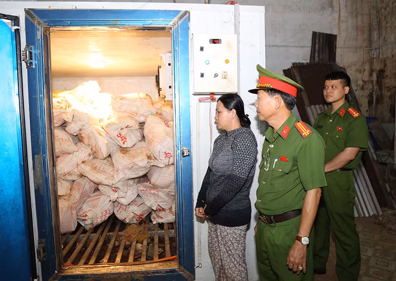 Khởi tố, bắt giam chủ cơ sở thu gom heo nhiễm dịch tả châu Phi về bán kiếm lời -0