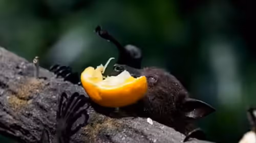 Bộ Y tế khuyến cáo sử dụng thực phẩm an toàn trước dịch bệnh Nipah -0