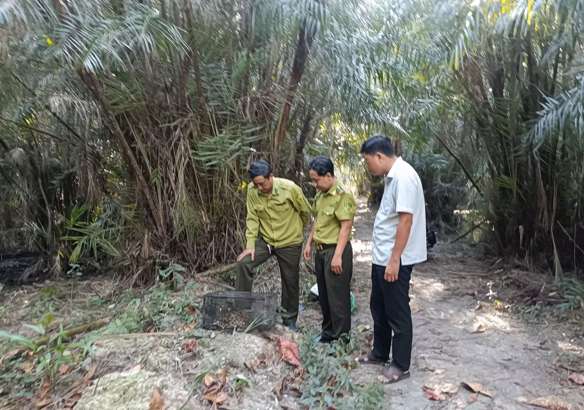 Mất gà, người dân đặt bẫy bắt được mèo rừng quý hiếm -1