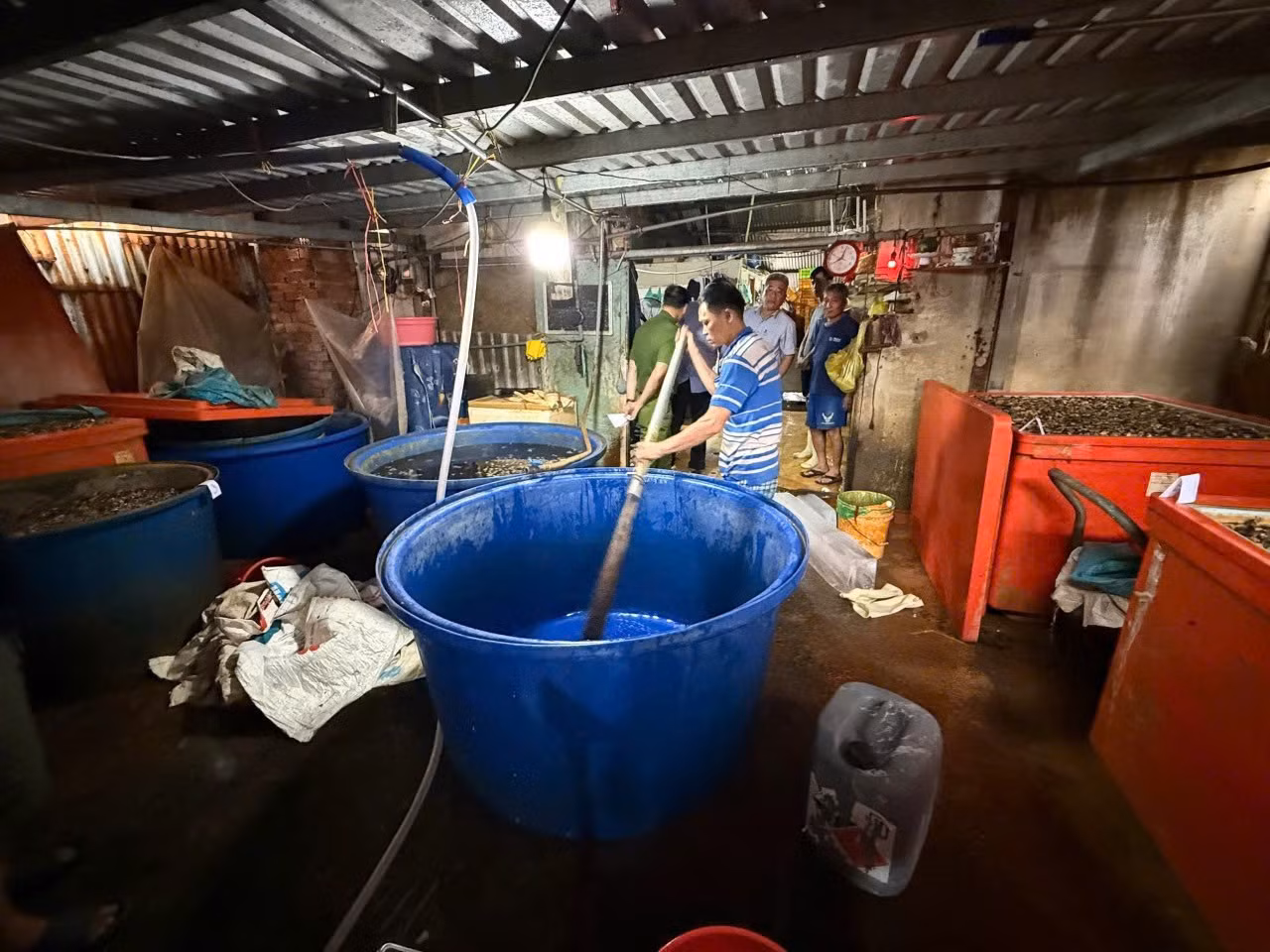 Triệt phá đường dây ngâm 3.000 tấn thịt ốc bươu bằng hóa chất công nghiệp quy mô đặc biệt lớn -5