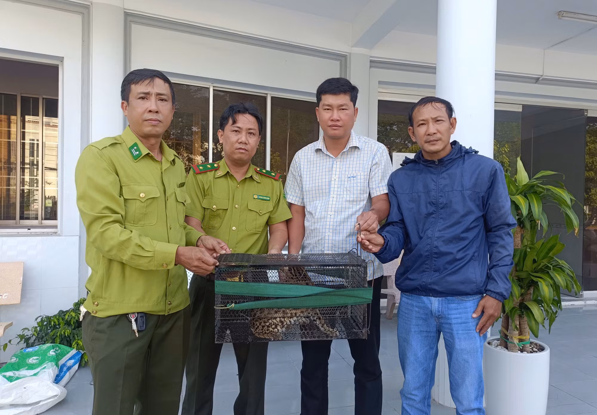 Mất gà, người dân đặt bẫy bắt được mèo rừng quý hiếm -0