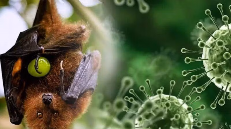 TP Hồ Chí Minh triển khai các hoạt động giám sát và phòng, chống bệnh do virus Nipah -0