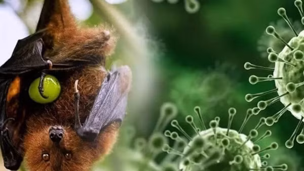 Chuyên gia khuyến cáo cách phòng, chống bệnh do virus Nipah