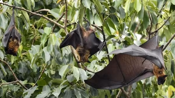 Bộ Y tế yêu cầu sẵn sàng điều trị người nghi mắc virus Nipah