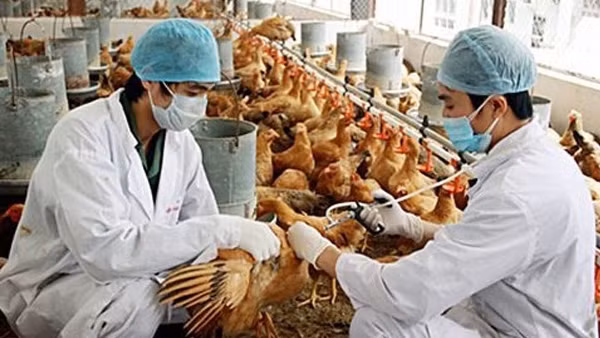 Tiềm ẩn nguy cơ lây nhiễm cúm gia cầm sang người