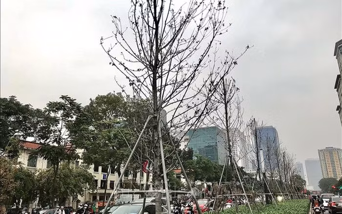 Hà Nội: Hàng loạt cây cong, già cỗi, không đạt yêu cầu thẩm mỹ sẽ được thay thế -0