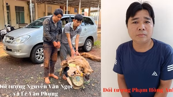 Đối tượng thứ 3 trong nhóm dùng ô tô đi trộm chó đã ra đầu thú