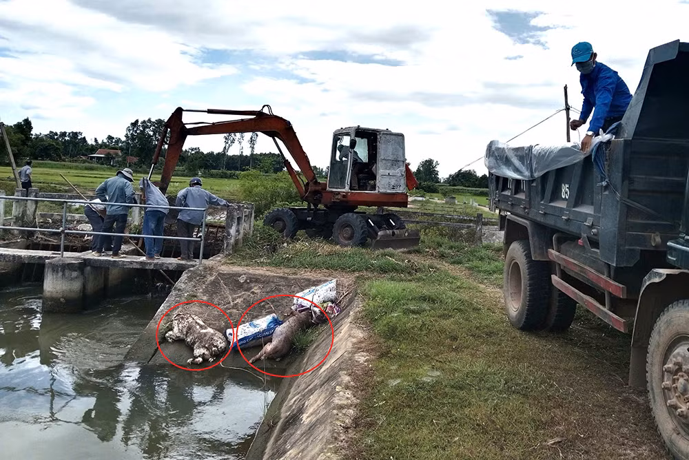 Yêu cầu xử lý dứt điểm tình trạng vứt xác lợn chết xuống kênh mương -0