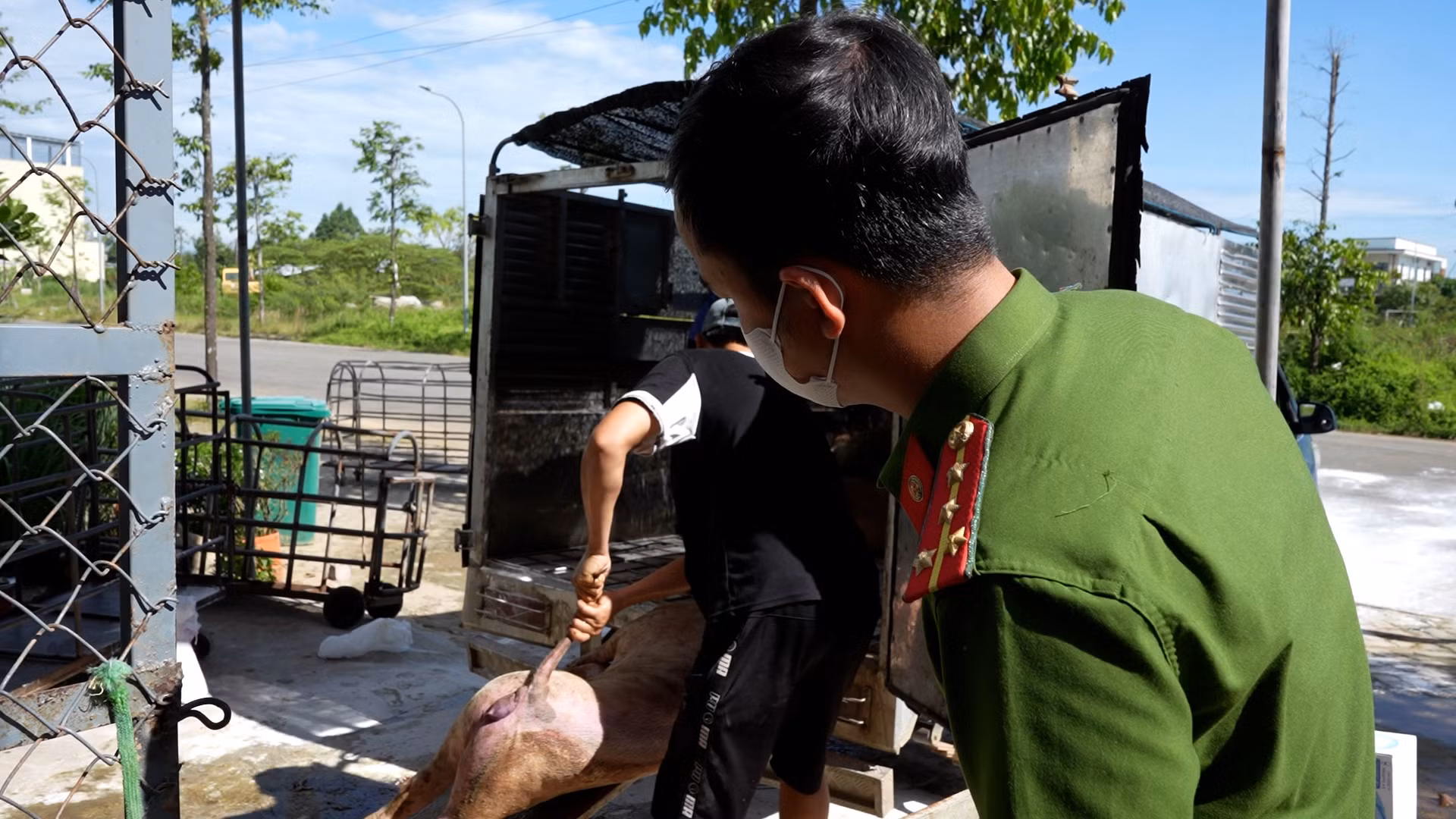 Quảng Ngãi: Cảnh sát kinh tế phát hiện cơ sở thu mua, vận chuyển lợn dịch bán ra thị trường -0