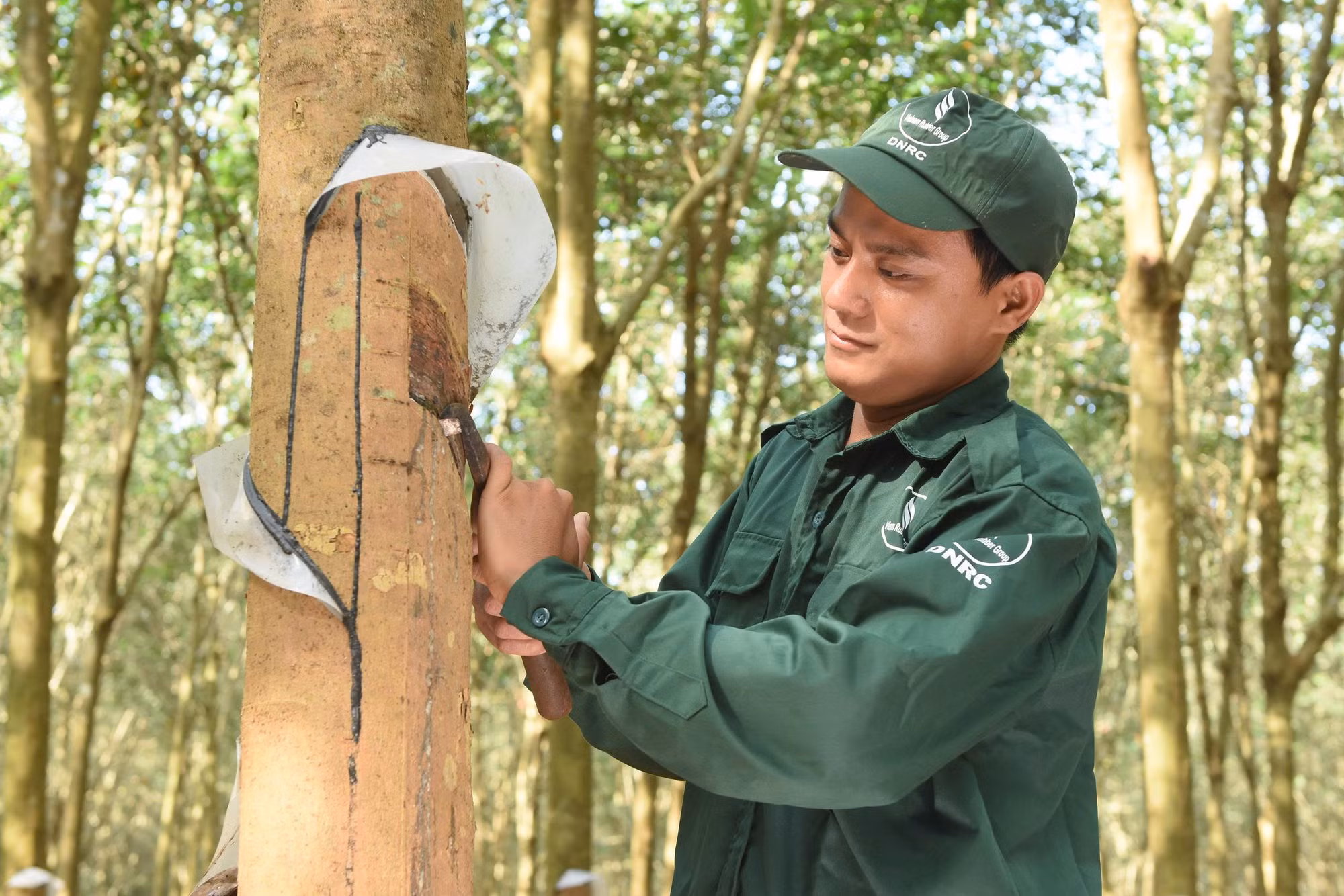 Cao su Đồng Nai - biểu tượng phát triển bền vững của ngành Cao su Việt Nam -0