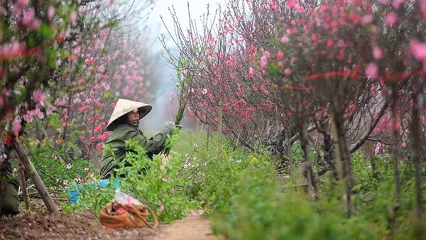 Bắc Bộ và Bắc Trung Bộ có mưa nhỏ, trời rét, Hà Nội âm u