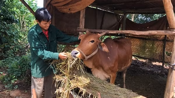 Pleiku giảm nghèo bền vững nhờ nguồn vốn chính sách